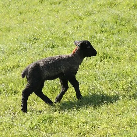 Ferienhaus Utlandshoern * Utlandshorn